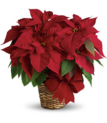 Poinsettia from Fields Flowers in Ashland, KY